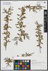 Foto von Salix alba subsp. alba L.